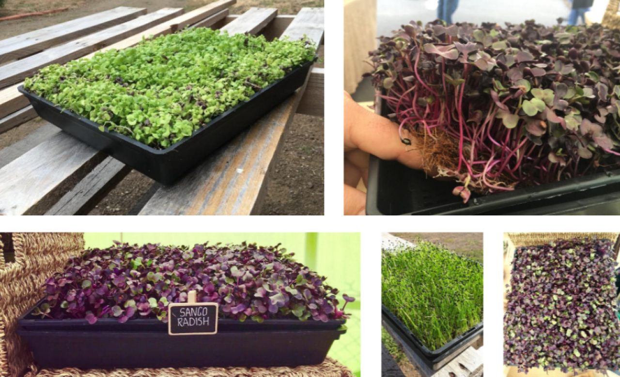 Micro Greens