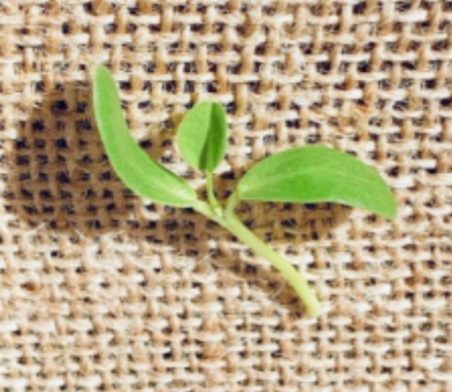 Micro Fenugreek
