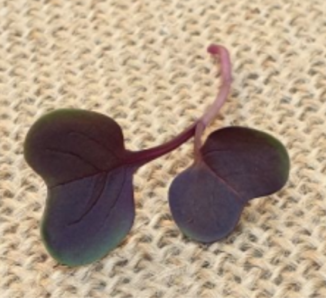 Micro Sango Radish